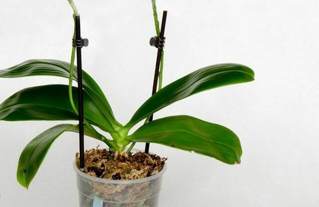 Орхидеи избухнаха в живота ни и бързо печели популярност