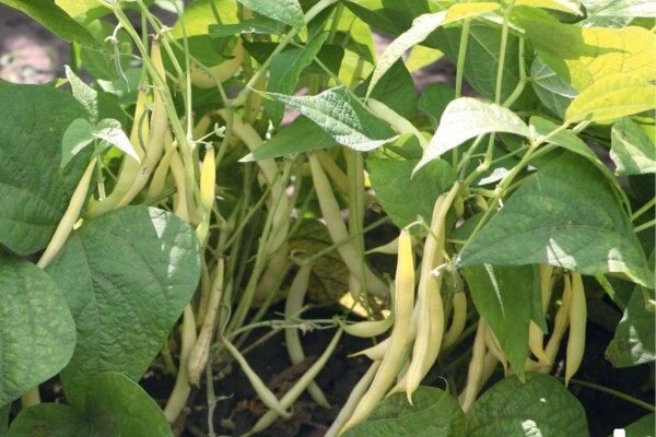 Тайните на нарастващите боб в градината, с които можете да получите добра реколта