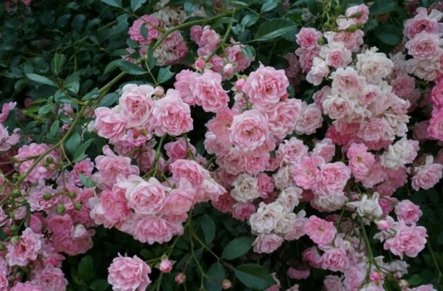 Groundcover рози цъфтят по издънки на различна възраст