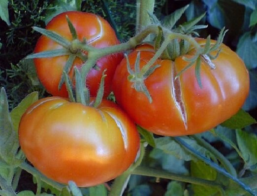 2 грешки при отглеждане на домати, поради което плодовете започват да се напука