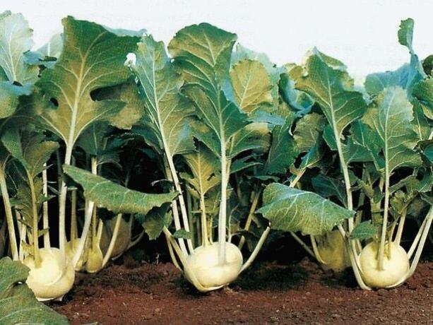 Полезно от зеленчуци като карфиол и как да го отглеждат в градината