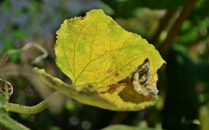 В краставица къдри, пожълтяват и сухи листа 🍃 Не изпадайте в паника! 🍃 Какво да направите: Съвети на опитен градинар