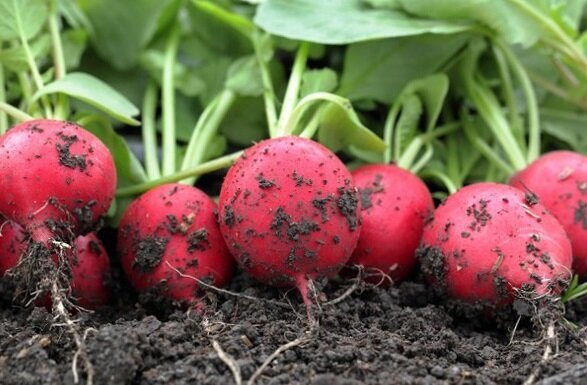 Как да расте репички в градината и да има добра реколта