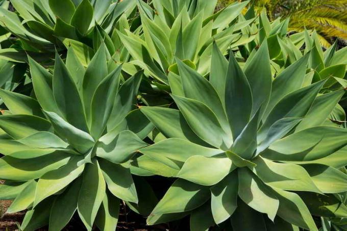 5 растения за леки стаи с ниска влажност