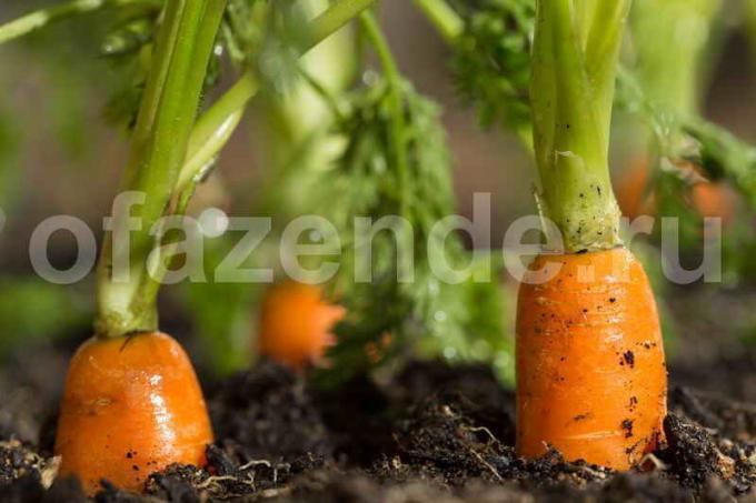 Морковите - чудесни за отглеждане на ягоди, тъй като. Илюстрация за статия се използва за стандартен лиценз © ofazende.ru