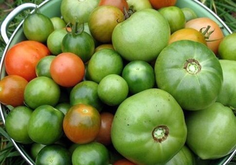Както Запазване зелени домати за зимата. Вкусна рецепта