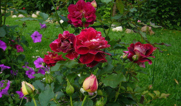 Полезни съседи за рози: това е най-добре да завод в близост до цветята