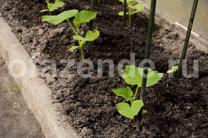 Краставици: силни корени - голяма реколта