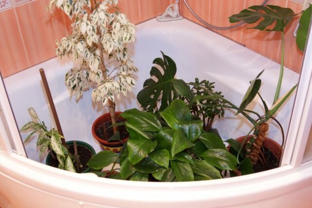 Горещи душове за стайни растения: разкрива тайните