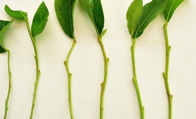Личен опит: как да се размножават растения зелени резници trudnoukorenyaemye