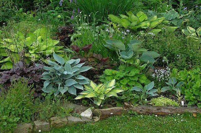 Shady цветна градина в двора си: да разкрие тайните на нарастващата