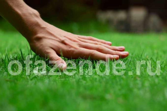 Грижа за косене на трева. Фото използва при стандартния лиценз © ofazende.ru