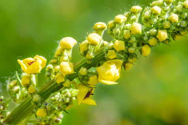 Полу-вечнозелено многогодишно с жълти цветя