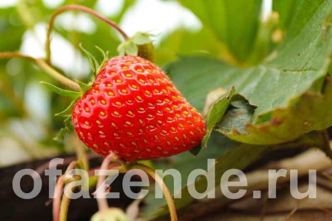 Десет черти на отглеждане на ягоди отворено поле