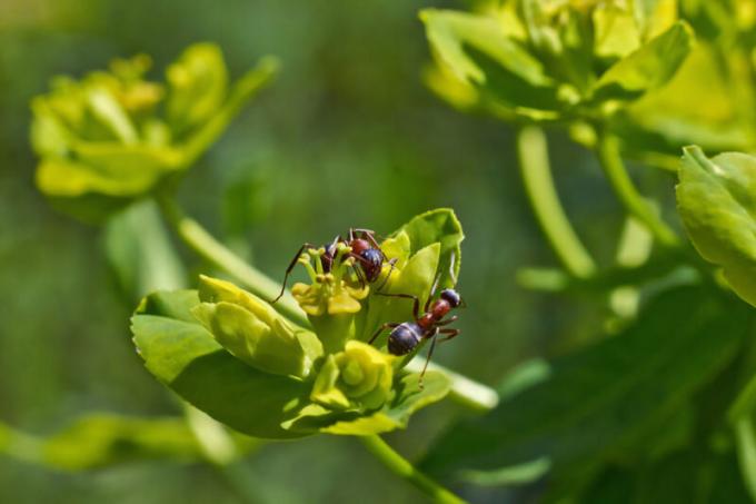 Мравки с крила: кои са те и как да се справим с тях?