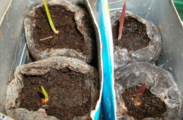 Бейб гладиола могат да бъдат засадени на открито място при едно цвете легло в същото време като по-големите луковици. Това оставя да ги отглеждат в саксии, напълнени с пясък, хумусна почва и торф.