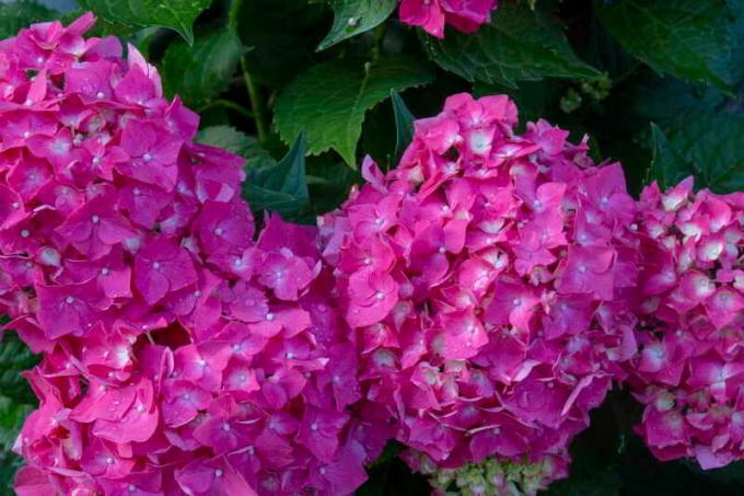 Хортензия - едно прекрасно растение с прекрасни цветя