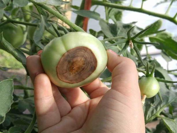 Как да се предотврати образуването на растителни парцели апикална гниене на домати