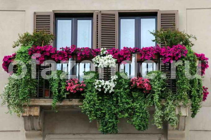 Цветна градина на балкона с ръцете си: Съвети градинари