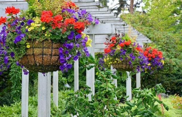 Градински висящи кошници: Съвети градинари