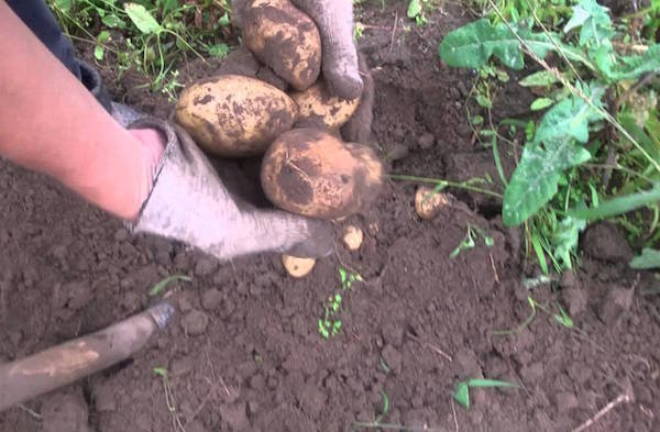 5 грешки по време на съхранение на картофи, които могат да унищожат реколтата