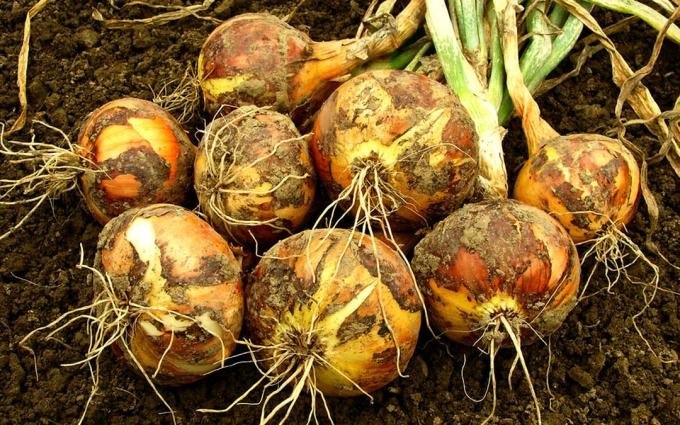 Три малка тайна за вашата голяма реколта от отлична лук (Личен опит от нашите читатели - градинар с опит)