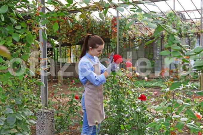 3 основни стъпки, за да се грижат за рози през лятото