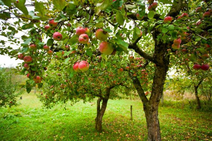 Много градинари са изправени пред подобен проблем, когато ябълките гният на ябълка. Илюстрация за статия се използва за стандартен лиценз © ofazende.ru