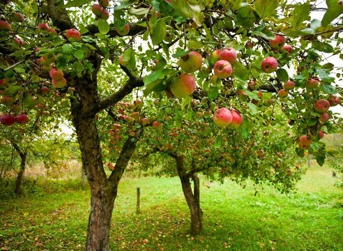 Как да расте ябълково дърво градина на