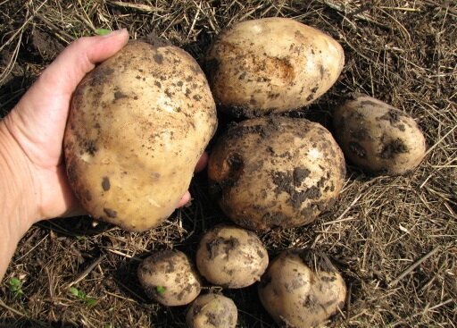 Както отглеждат картофи за земята си, и винаги се получи добра реколта