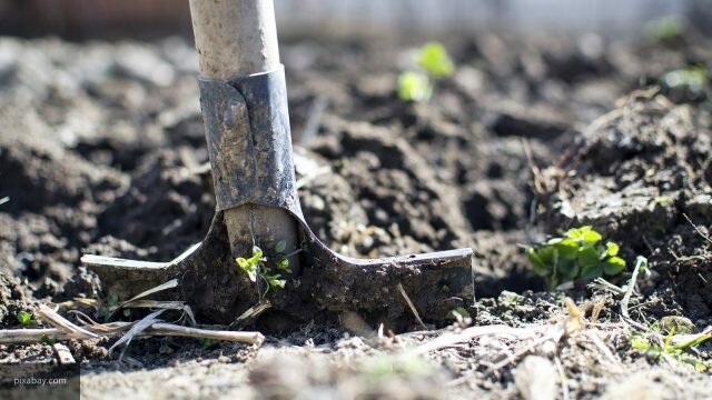 Защо да не се копае зеленчукова градина през есента: 5 причини