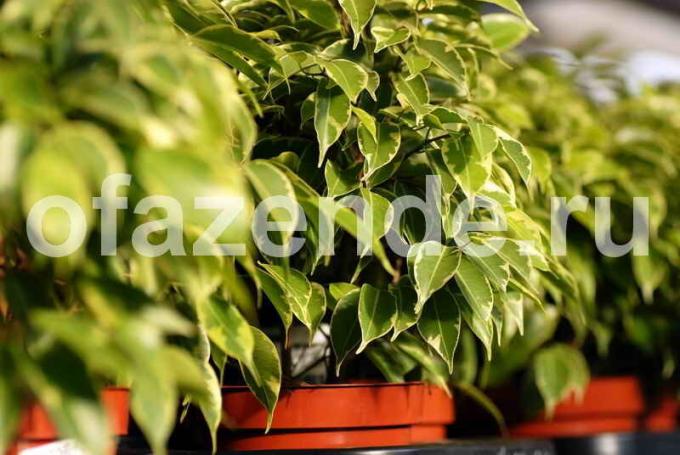 Характеристики на отглеждане на Ficus Бенджамин