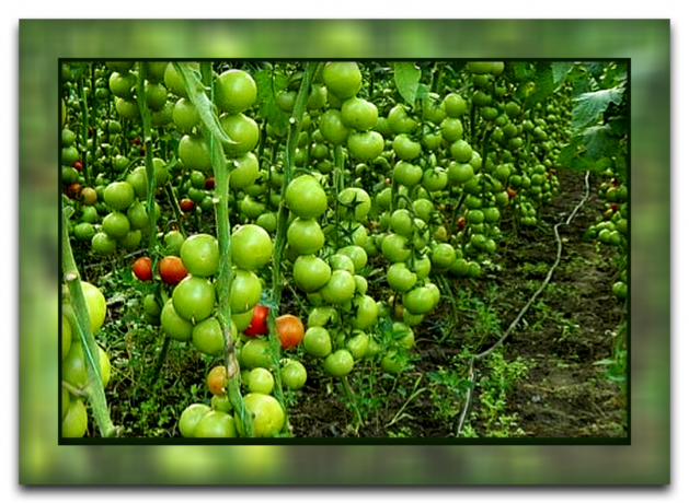 Как и защо да прекъсне листата на доматите, които можете да получите голяма реколта, и защо този метод е толкова популярен