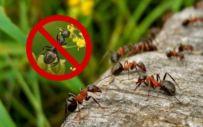 Ефективни средства (рецепти), които ще се отървете от мравки и оси в лятната си вила