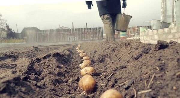 Необичаен начин за засаждане на картофи, с които можете да получите добра реколта