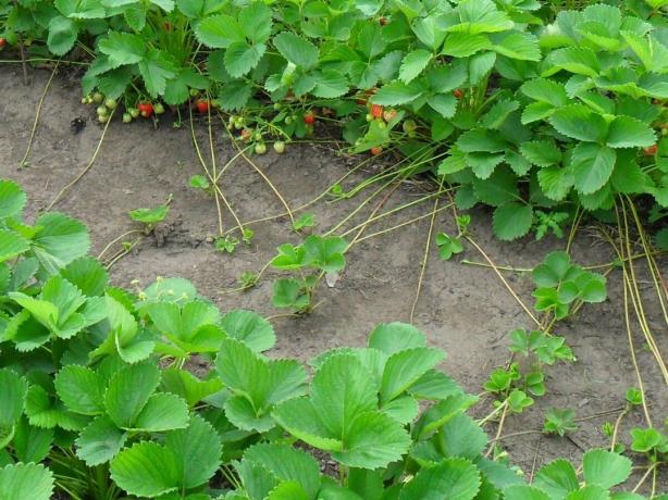 Как да расте ягоди от семена успешно и без проблеми, както и дали да го направя на всички