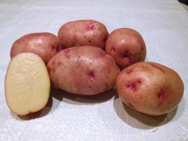 7-добрите сортове картофи