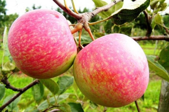 Подгответе ябълка за следващия сезон. Как за увеличаване на реколтата за следващата година от 1,5 пъти