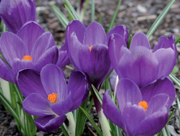 5 цветя, които не се страхуват от измръзване