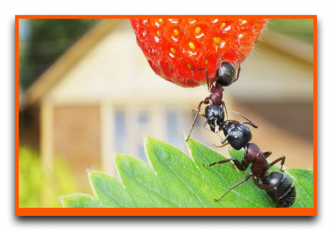 Мравки хранене ягоди