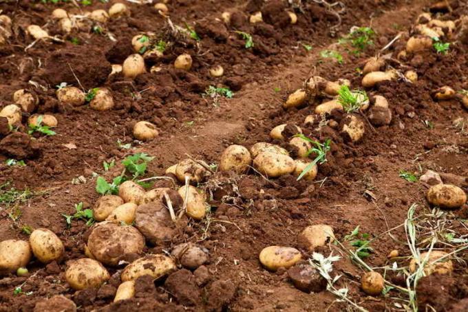 Как да се предпазите от картофи дегенерация