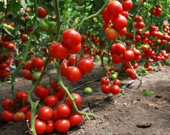 Как да получите добра реколта от домати