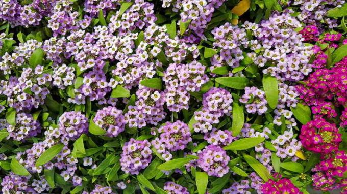 Неизискващ растение за алпинеума в градината: съвети за градинари