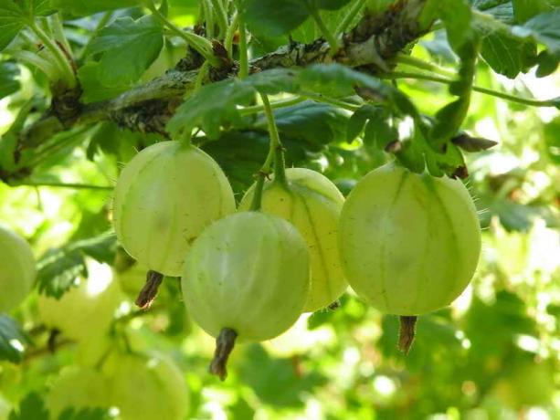 Как да се увеличи реколтата от цариградско грозде