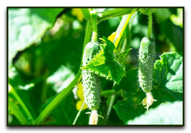 Повечето сортове краставици, за да растат в оранжерия и открито поле за 2019-2020 година