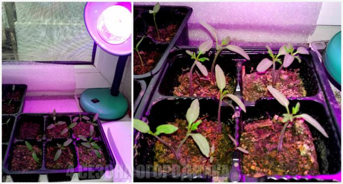 Как да растат домати на перваза на прозореца