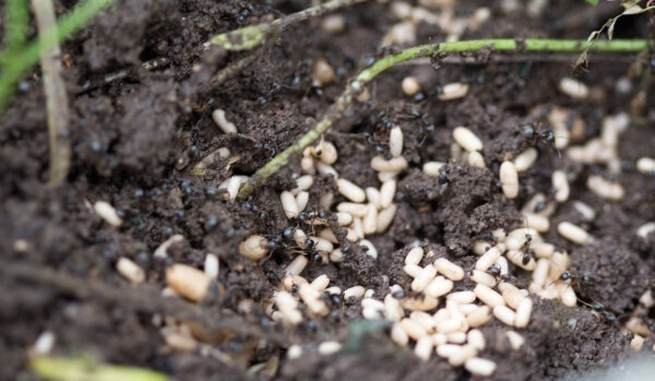 Случайно открити в мравката градината: какво да правя, за да не избяга вредители