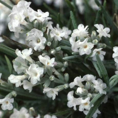 Плътни шипове от бели цветя