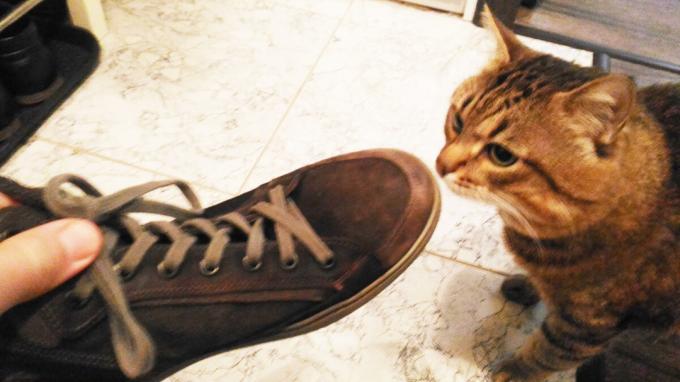 Приемане на обувки моята котка.
