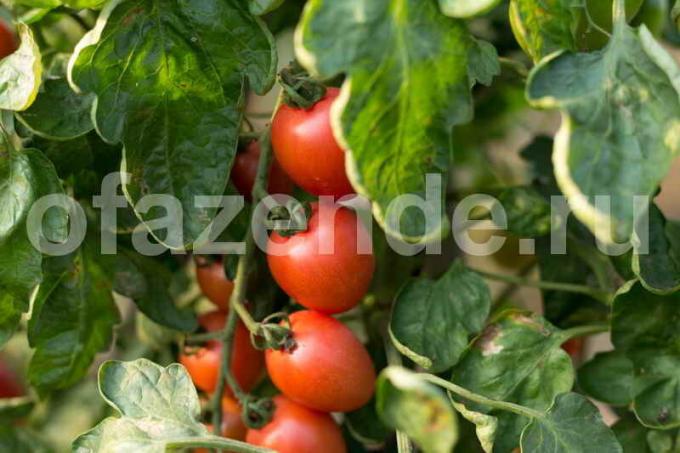 Отглеждане на домати в оранжерия. Илюстрация за статия се използва за стандартен лиценз © ofazende.ru